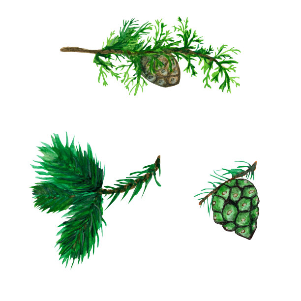 水彩集绿色的树雪松和云杉树枝，在白色背景插图孤立为您的设计和香水生产图片下载