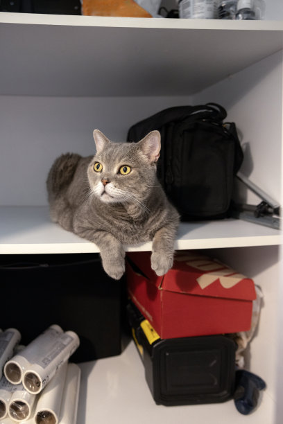 躲在壁橱里的英国短毛猫图片下载