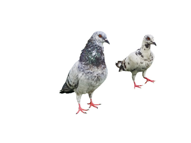 大大小小的鸽子一起站在白色的地面上。图片下载