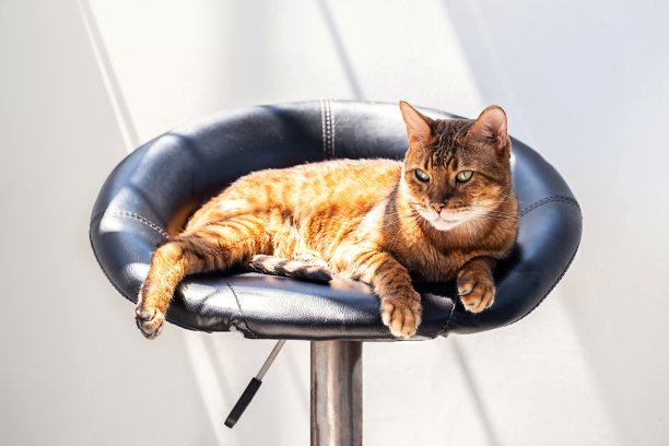 阳光下，家猫在酒吧的椅子上休息。图片下载