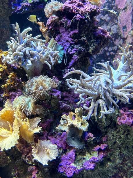 全画幅海洋水族馆，咸水礁缸，背景活珊瑚，海葵，重点在前景，复制空间图片下载