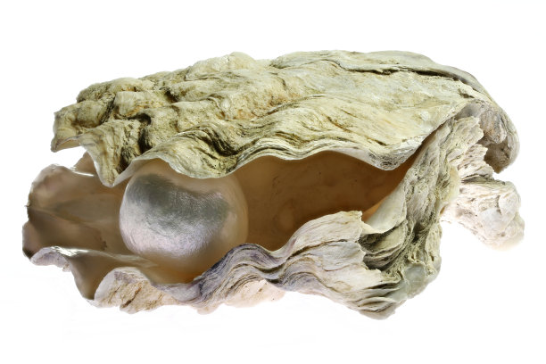 珍珠嵌牡蛎图片下载