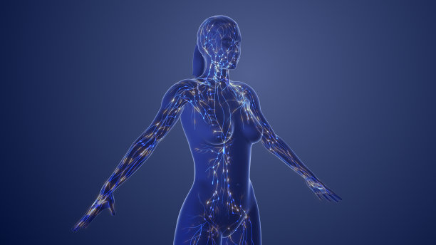 女性淋巴系统三维解剖图片下载