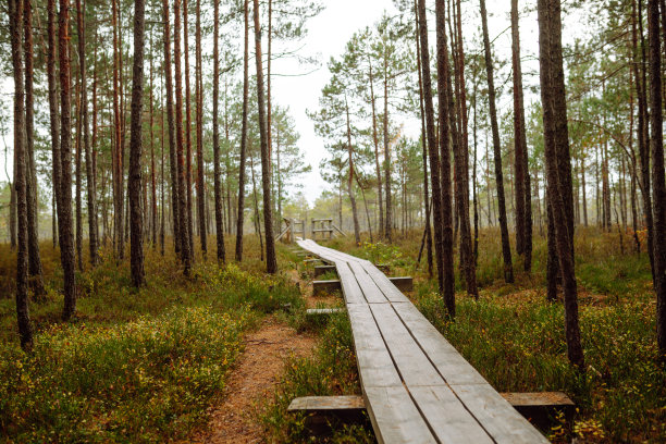现代木栈道穿过茂密的森林、湿地，近距离观赏。图片下载