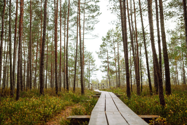 现代木栈道穿过茂密的森林、湿地，近距离观赏。图片下载