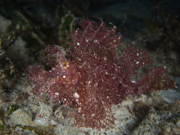 犀牛角的侧面照片图片下载