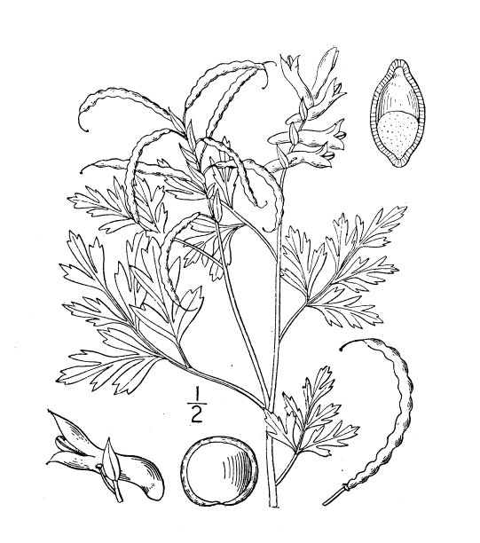古植物学植物插图:金缕梅、金紫堇图片下载
