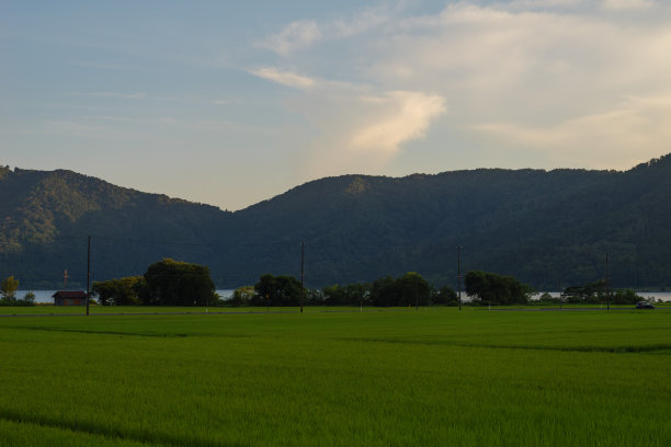 黄昏时的乡村景色，稻田图片下载