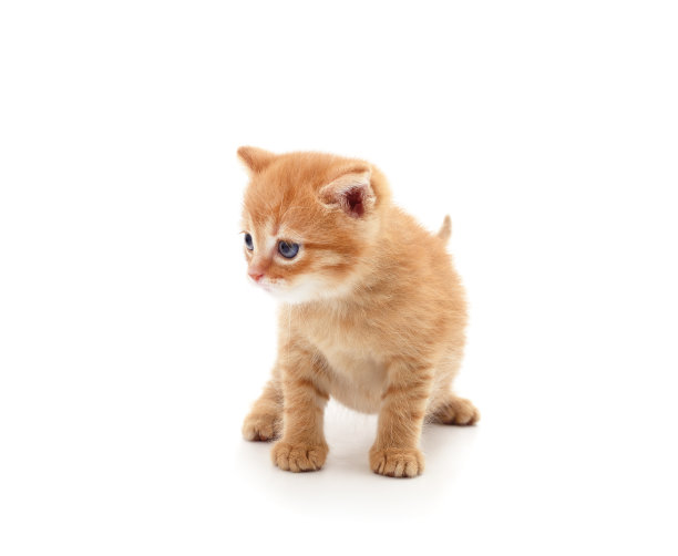 小红猫。图片下载