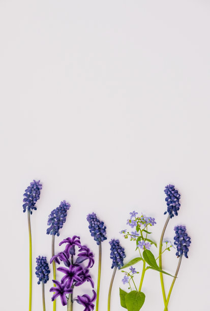 美丽的春花——毛茛花、毛茛花、勿忘我花、榕树花、风信子花。春天。春暖花开图片下载