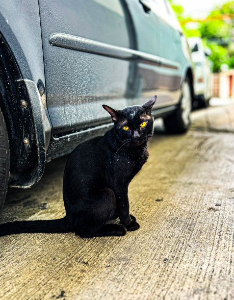 黑色的猫图片下载