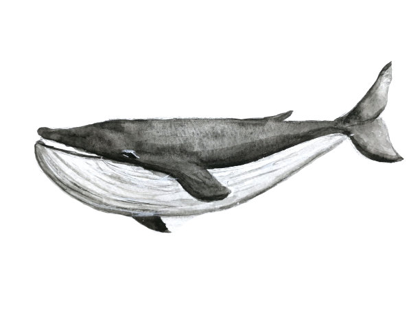 水彩画鲸鱼孤立的白色背景。图片下载
