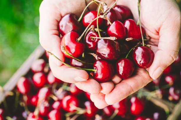 樱桃。农民手里拿着刚收获的甜樱桃。图片下载