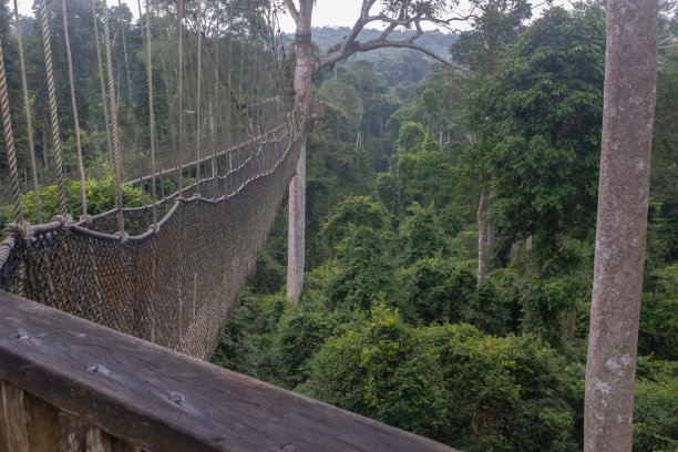 加纳卡库姆国家公园的吊桥图片下载