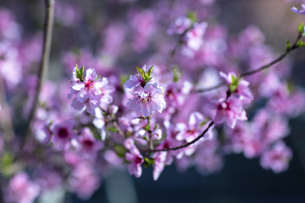 桃花看起来真漂亮图片下载
