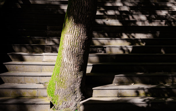 在阳光的阴影下，石阶之间的树干图片下载