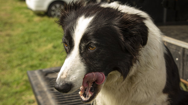 博德牧羊犬坐在车尾板上:舔舌头。图片下载