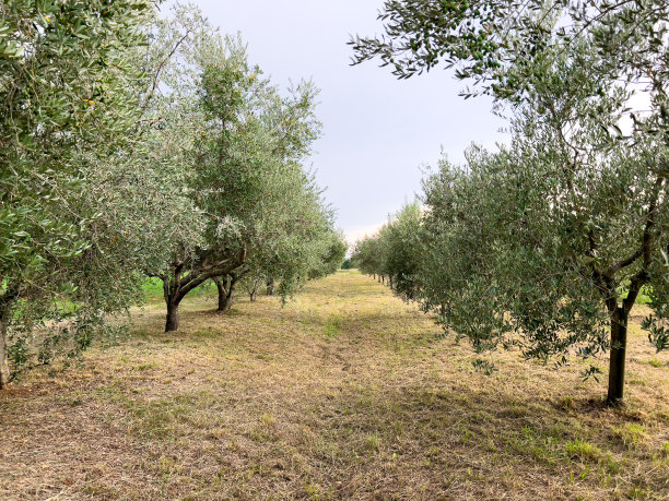 橄榄树，小树林图片下载