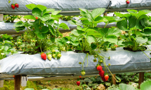 马来西亚的草莓种植园图片下载