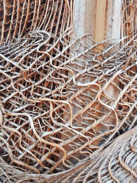 棕榈树干树干背景。热带树皮的粗糙纹理。完整的框架。图片下载