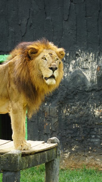 站在宝座上图片下载