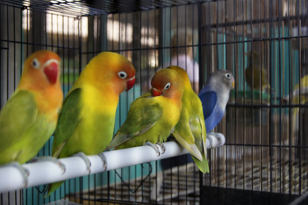 鸟类市场，日惹，爪哇岛，印度尼西亚图片下载