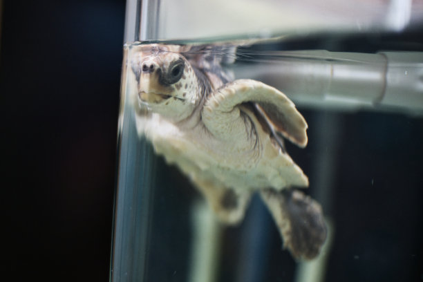 在兽医医院或研究中心的小水箱中游泳的小海龟特写。乌龟看着镜头。图片下载