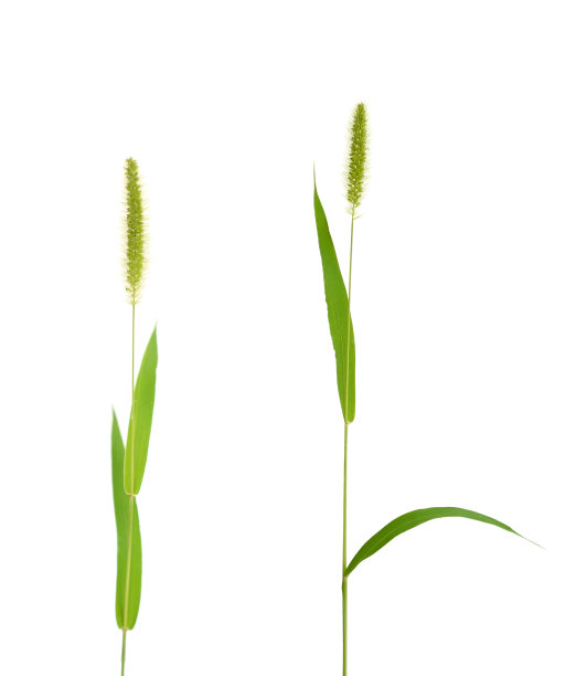 羊角草的枝图片下载