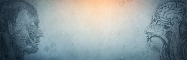 人脑解剖图像的创作背景。历史、教育、科学、医学的概念。人体解剖学研究的历史。图片下载