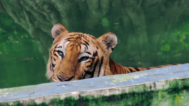 这是一张特写照片，一只棕色皮肤上有黑色条纹的孟加拉虎潜入他的领地，在丛林中以风景模式拍照。图片下载
