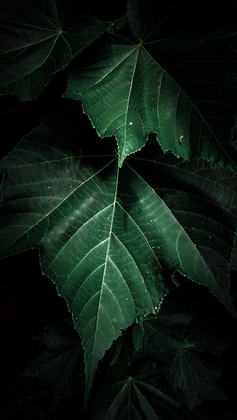 美学的叶子:一张迷人的照片，在黑暗的背景下，一个巧妙的壁纸在制作图片下载