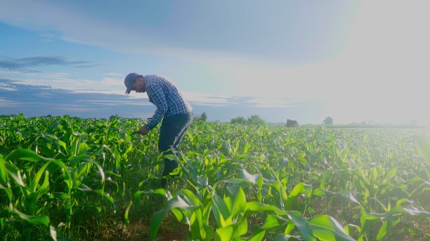 在玉米地里干活的年轻农民。用智能手机检查被害虫引起的叶子。智能农业。图片下载