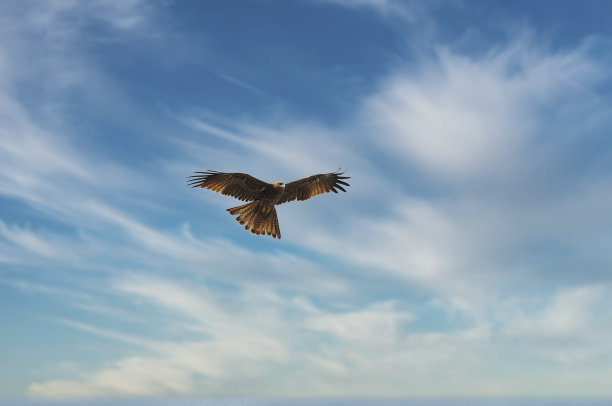 黑色的风筝图片下载