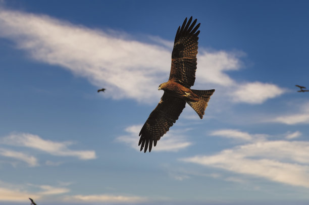 黑色的风筝图片下载