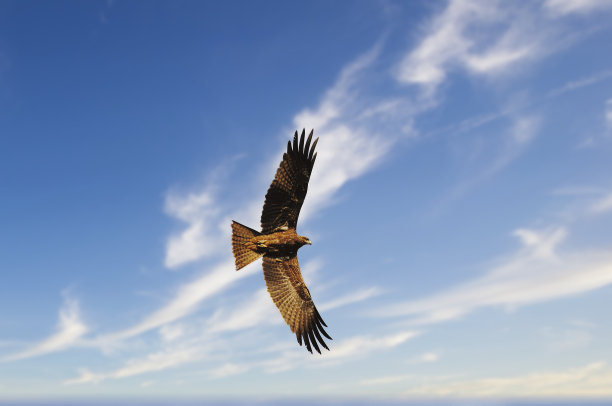黑色的风筝图片下载