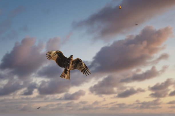 黑色的风筝图片下载
