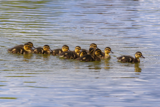 可爱的小鸭子排成一排在池塘的水面上。野生的照片。图片下载