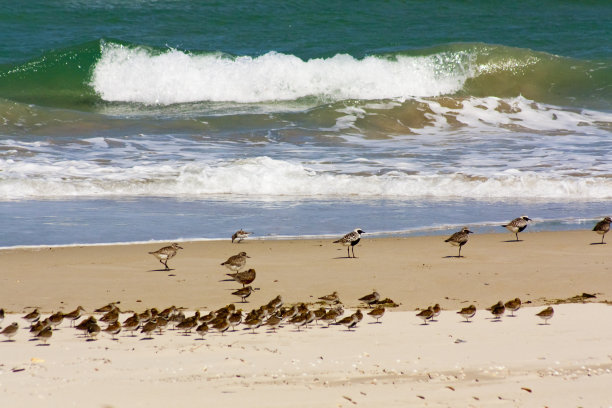 海滩上的鸟群。A Mariña，西班牙加利西亚卢戈省。图片下载