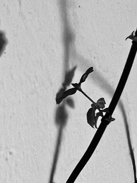 一株植物靠在墙上的影子图片下载