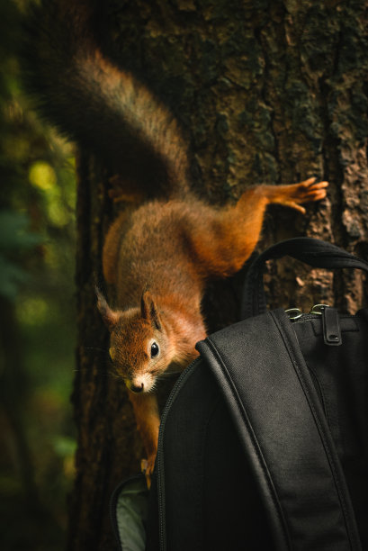 小偷松鼠图片下载