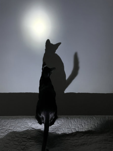 黑猫和黑猫影子图片下载