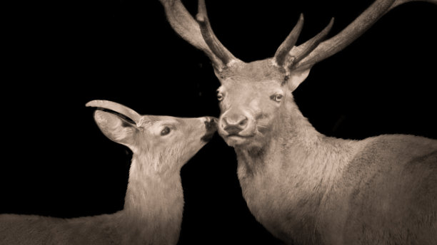 大鹿和小鹿的特写脸在黑色的背景图片下载