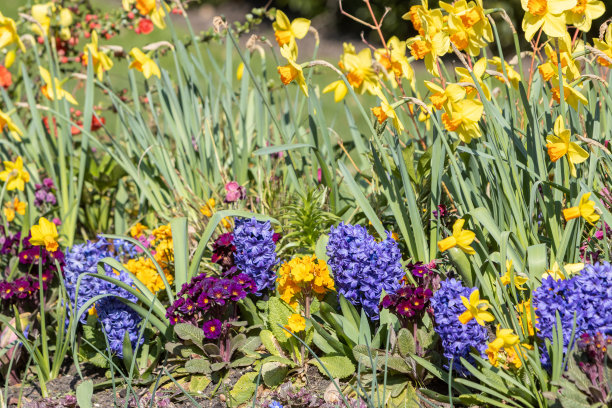 伦敦威斯敏斯特市海德公园里的东方风信子“代尔夫特蓝”图片下载