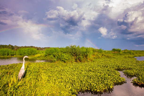 佛罗里达风景和彩虹图片下载