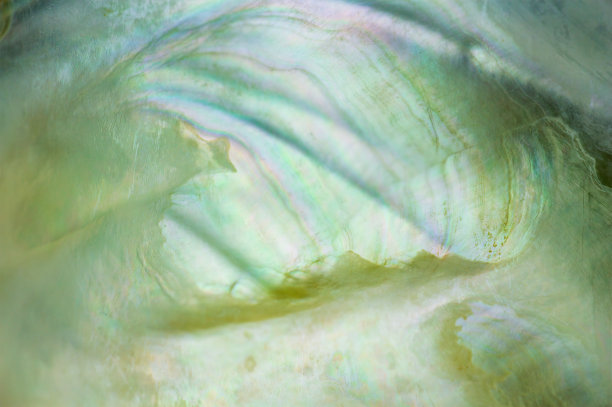 蓝贻贝内彩色珍珠壳纹理。动物，自然，大理石背景图片下载