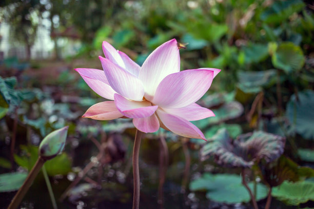 美丽的粉红色印度莲花的特写，花粉盛开，粉红色睡莲或荷花在池塘里图片下载