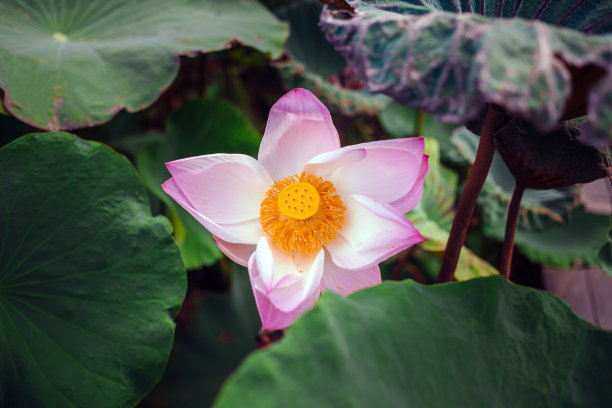 一朵美丽的粉红色莲花在盛开和印度莲花花粉在莲花的背景俯视图图片下载