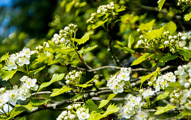 山楂，俗称山楂，是蔷薇科数百种灌木和乔木的一个属，原产于北半球的欧洲和亚洲的温带地区图片下载