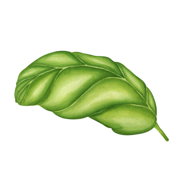 水彩罗勒枝与绿叶。手绘植物插图孤立在白色。香料香草元素的食物食谱，标签，横幅图片下载