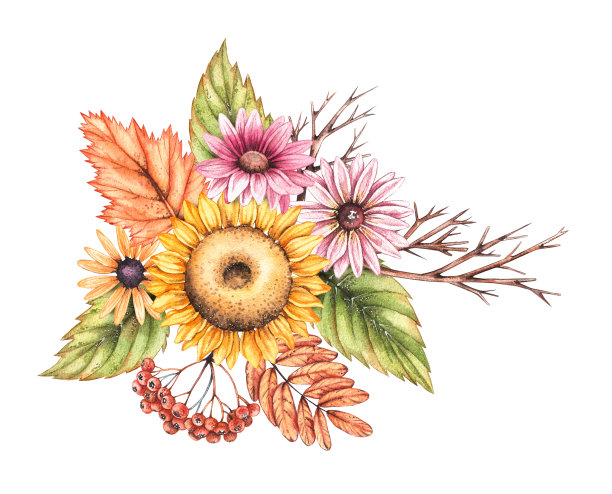 秋天的水彩画构图用秋天的向日葵花、菊花、枯叶孤立在白色的背景上图片下载
